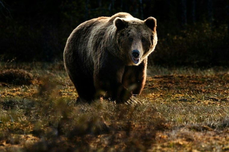 Mother Bear Dies During Albuquerque Golf Course Capture, Two Cubs Await Relocation