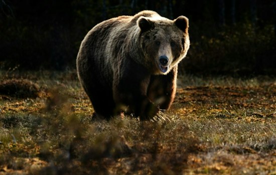 Mother Bear Dies During Albuquerque Golf Course Capture, Two Cubs Await Relocation