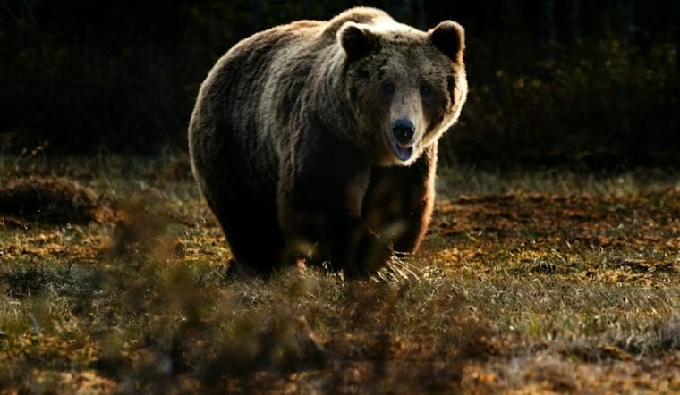 Mother Bear Dies During Albuquerque Golf Course Capture, Two Cubs Await Relocation