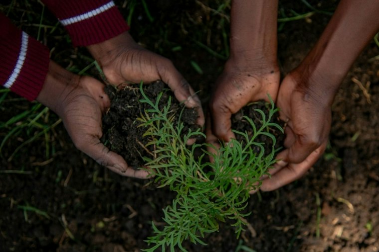 Mount Pleasant Plots 30,000 New Trees After Losing 22% of Its Canopy