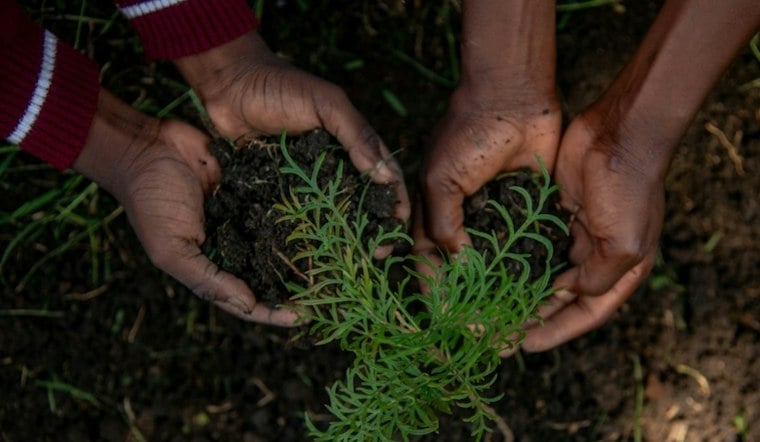 Mount Pleasant Plots 30,000 New Trees After Losing 22% of Its Canopy