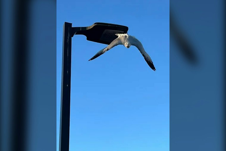 Napa Firefighters Free Gull Dangling by Fishhook From Shopping Center Light Pole