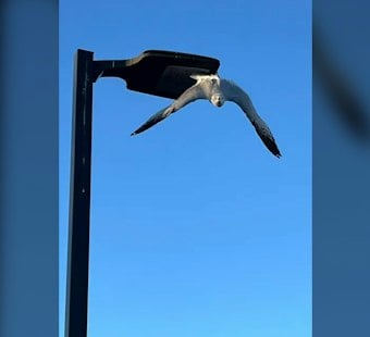 Napa Firefighters Free Gull Dangling by Fishhook From Shopping Center Light Pole
