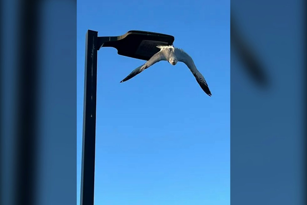Napa Firefighters Free Gull Dangling by Fishhook From Shopping Center Light Pole