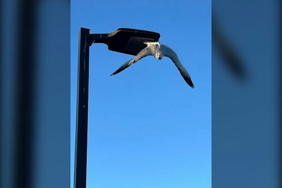 Napa Firefighters Free Gull Dangling by Fishhook From Shopping Center Light Pole