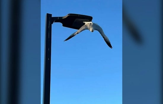 Napa Firefighters Free Gull Dangling by Fishhook From Shopping Center Light Pole