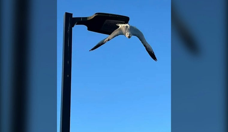 Napa Firefighters Free Gull Dangling by Fishhook From Shopping Center Light Pole