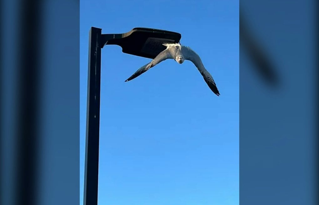 Napa Firefighters Free Gull Dangling by Fishhook From Shopping Center Light Pole
