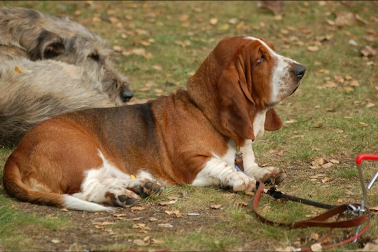 Narberth's Dogist Brings Hundreds of Hounds Up the Rocky Steps Sunday