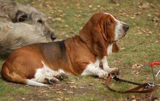 Narberth's Dogist Brings Hundreds of Hounds Up the Rocky Steps Sunday