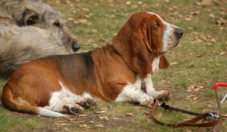 Narberth's Dogist Brings Hundreds of Hounds Up the Rocky Steps Sunday