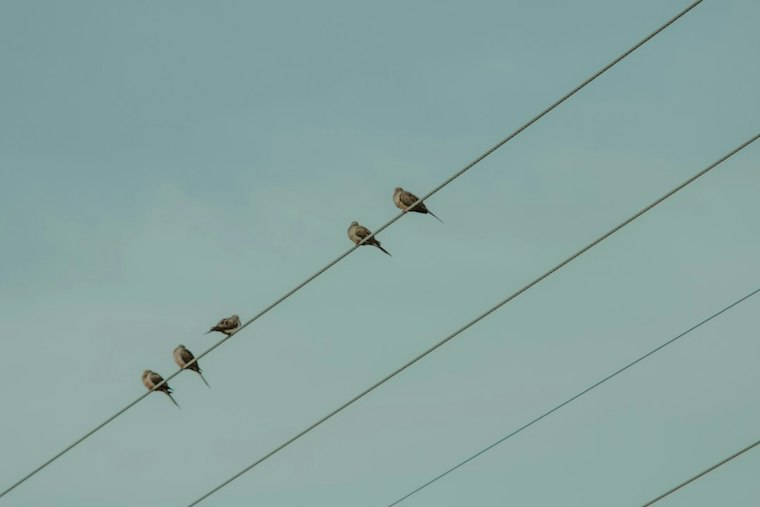 Nearly 3.8 Million Birds Flew Over Maricopa County Overnight, Mayor Says