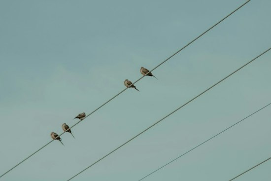 Nearly 3.8 Million Birds Flew Over Maricopa County Overnight, Mayor Says
