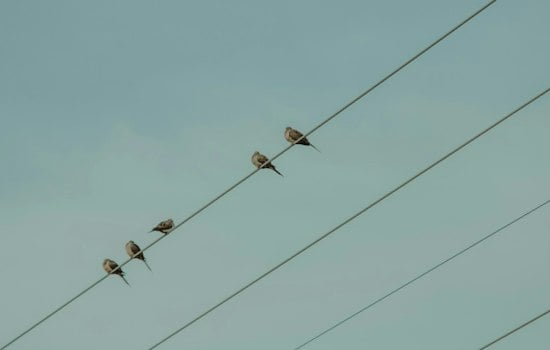 Nearly 3.8 Million Birds Flew Over Maricopa County Overnight, Mayor Says