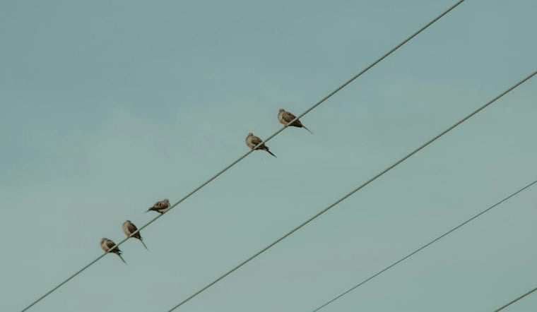 Nearly 3.8 Million Birds Flew Over Maricopa County Overnight, Mayor Says