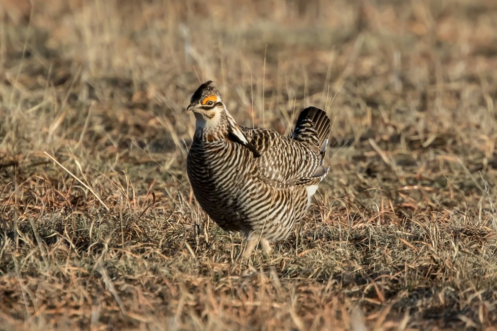 Nebraska Lands $18.8M to Fight Cedar Takeover of Prairie Chicken Habitat