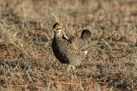 Nebraska Lands $18.8M to Fight Cedar Takeover of Prairie Chicken Habitat