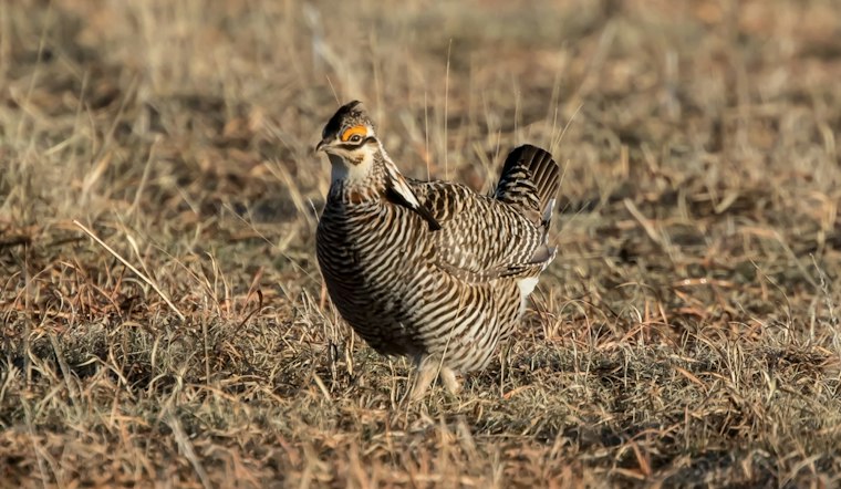 Nebraska Lands $18.8M to Fight Cedar Takeover of Prairie Chicken Habitat