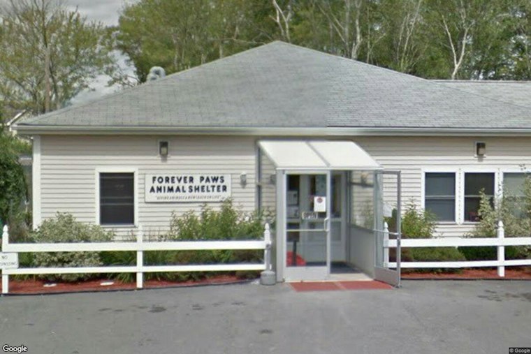 New Bedford Woman Charged After Video Allegedly Shows Her Punching 8-Month-Old Puppy