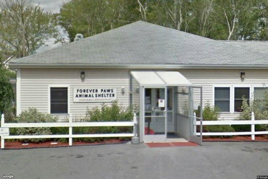 New Bedford Woman Charged After Video Allegedly Shows Her Punching 8-Month-Old Puppy