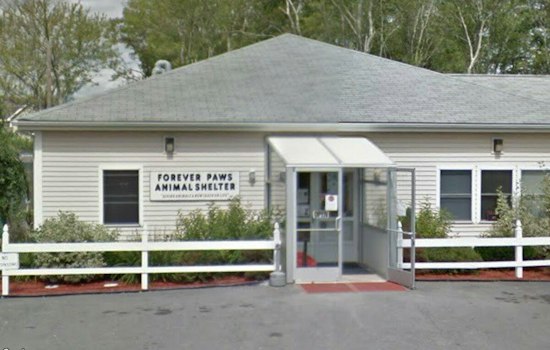 New Bedford Woman Charged After Video Allegedly Shows Her Punching 8-Month-Old Puppy
