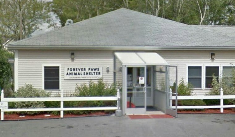 New Bedford Woman Charged After Video Allegedly Shows Her Punching 8-Month-Old Puppy