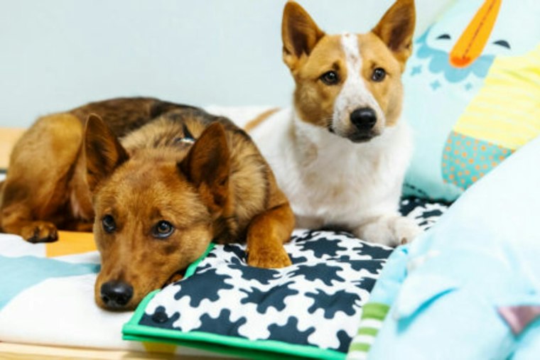 New McKinney Pet Hotel Ditches Cages, Bets on $165B Pet Boom