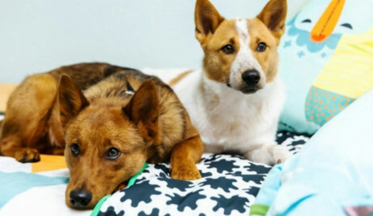 New McKinney Pet Hotel Ditches Cages, Bets on $165B Pet Boom