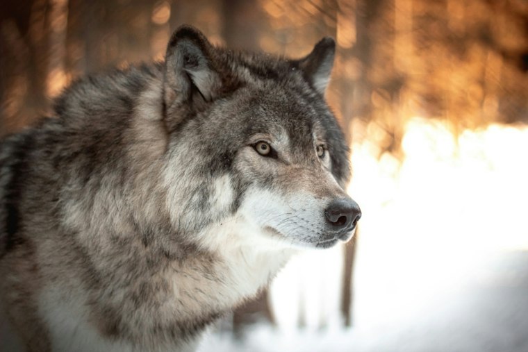 New York's New Wildlife Plan Adds 269 Plants but Skips Wolves and Cougars