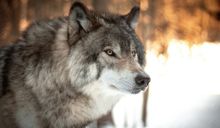 New York's New Wildlife Plan Adds 269 Plants but Skips Wolves and Cougars