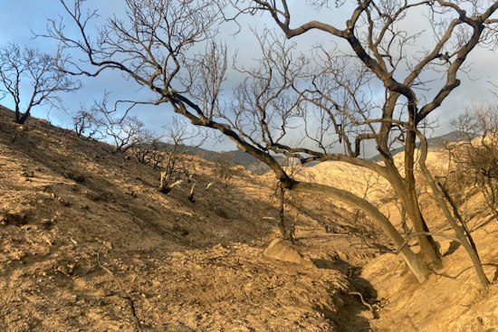 Newsom Signs Law Shielding Altadena From Dense Rebuild Projects
