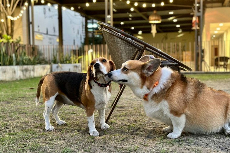 Newtown Dog Park Braces for Corgipalooza, With Hundreds of Short Little Legs Expected
