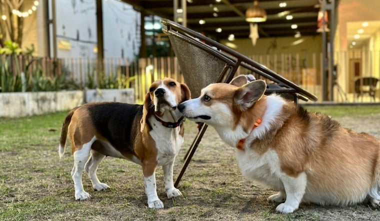 Newtown Dog Park Braces for Corgipalooza, With Hundreds of Short Little Legs Expected