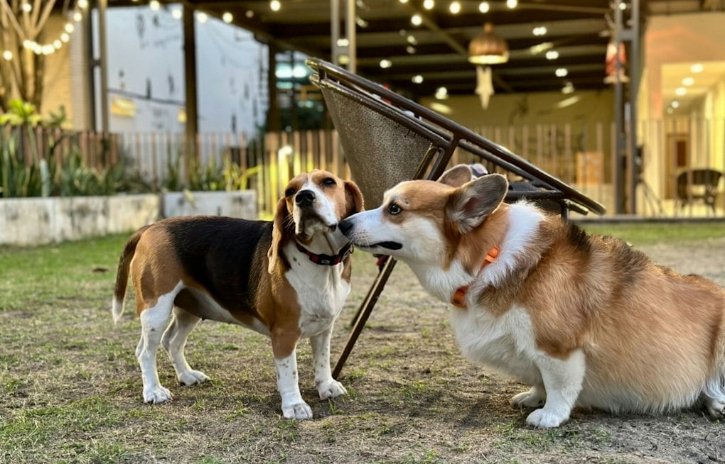 Newtown Dog Park Braces for Corgipalooza, With Hundreds of Short Little Legs Expected