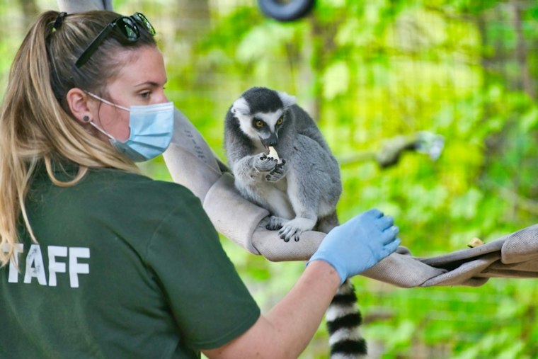 Noble Wildlife Center Hits 10,000 Patients, Now Faces a Cash Crunch