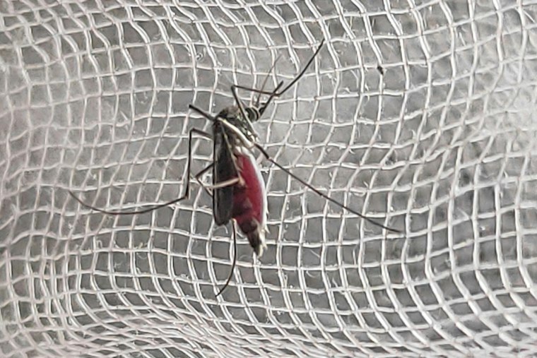 North Port Woman's Dengue Case Hit Five Days in Hospital, But Sarasota Won't Count It