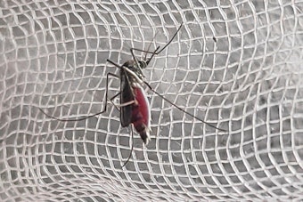 North Port Woman's Dengue Case Hit Five Days in Hospital, But Sarasota Won't Count It