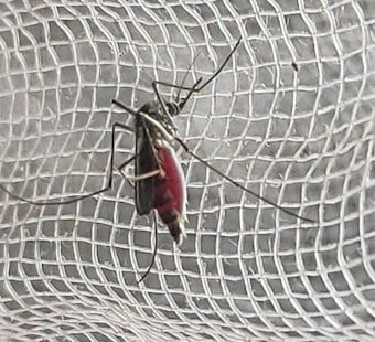 North Port Woman's Dengue Case Hit Five Days in Hospital, But Sarasota Won't Count It