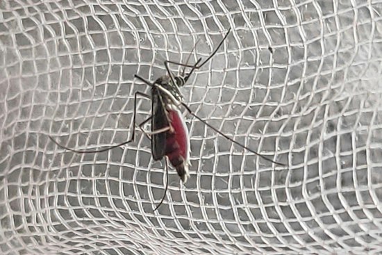 North Port Woman's Dengue Case Hit Five Days in Hospital, But Sarasota Won't Count It