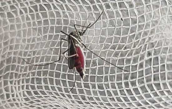 North Port Woman's Dengue Case Hit Five Days in Hospital, But Sarasota Won't Count It