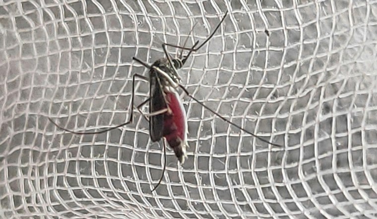 North Port Woman's Dengue Case Hit Five Days in Hospital, But Sarasota Won't Count It
