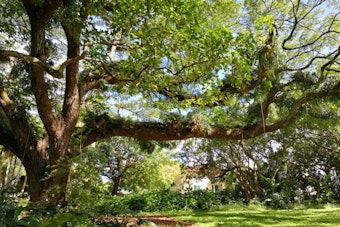 Nuʻuanu Valley Palace Marks 50 Years of Hawaiian Culture Day With Hula, Mākeke