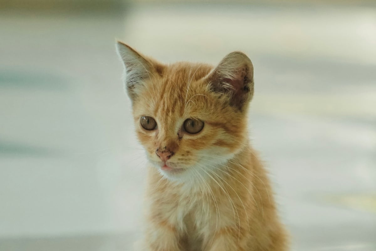 St. Paul Professor Rescues Stray Kitten From O’Hare Airport
