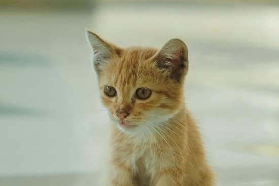 O’Hare kitten rescue puts the practical rules for flying with a cat in focus