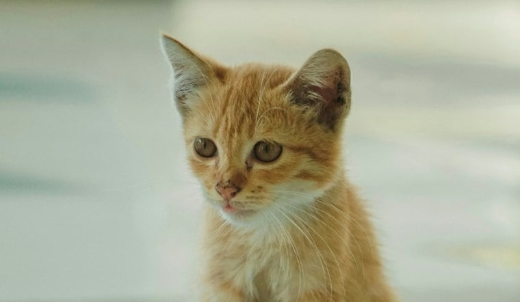 O’Hare kitten rescue puts the practical rules for flying with a cat in focus