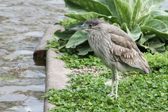 Oakland's Official Bird Faces Eviction as Ficus Trees May Fall for Housing