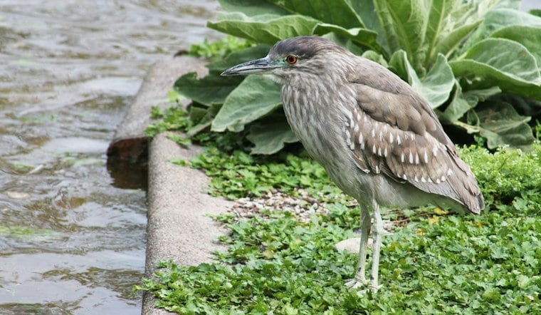 Oakland's Official Bird Faces Eviction as Ficus Trees May Fall for Housing