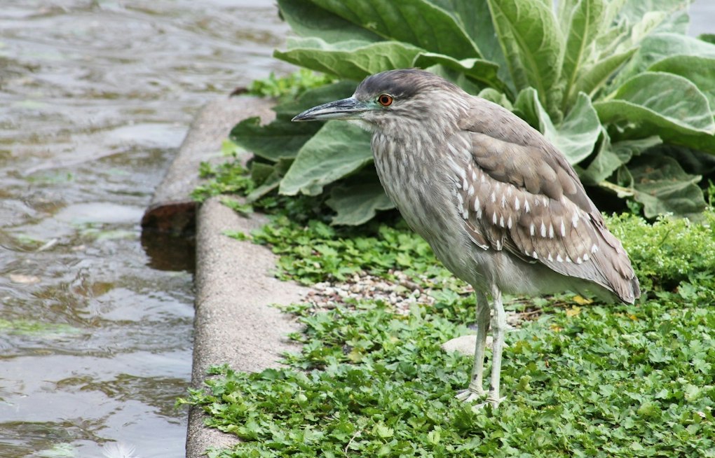 Oakland's Official Bird Faces Eviction as Ficus Trees May Fall for Housing