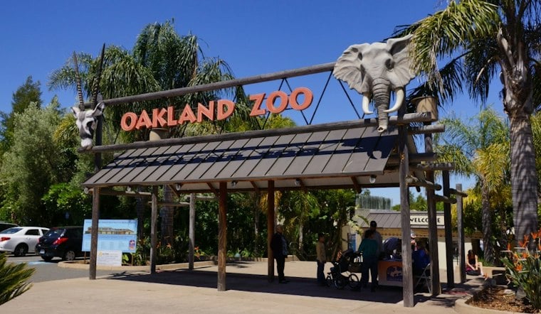 Oakland Zoo's Glowfari Returns Nov. 6 With New Hawaii and Everglades Lantern Trails