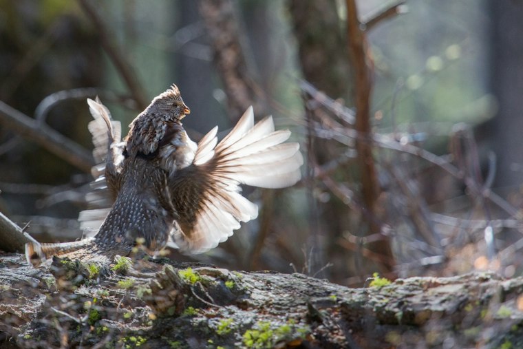 Ohio Closes Ruffed Grouse Hunting for First Time Since 1937 as Numbers Crash